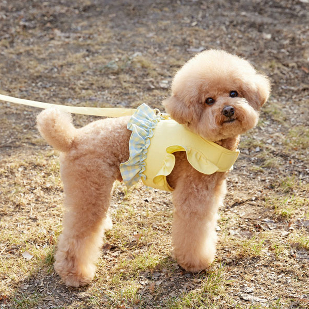 Guinzaglio per cani a contrast - Lace Teddy Lingerie recensione e prezzo